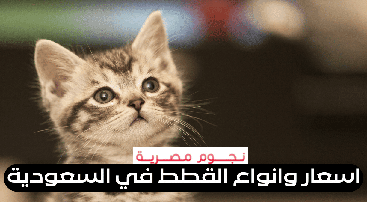 أسعار وأنواع القطط في السعودية