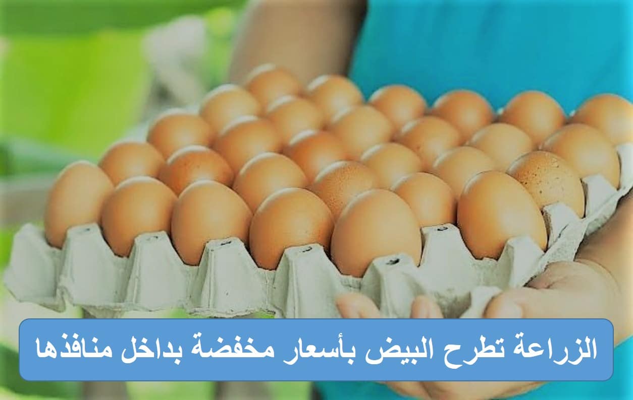 الزراعة تطرح البيض بأسعار مخفضة بداخل منافذها