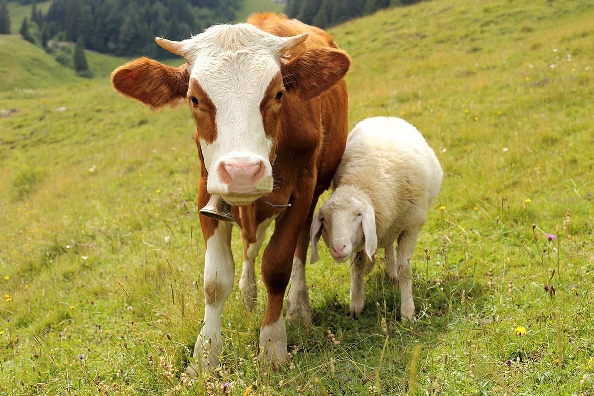 السعودية تسمح باستيراد لحوم الأبقار والأغنام من كازاخستان