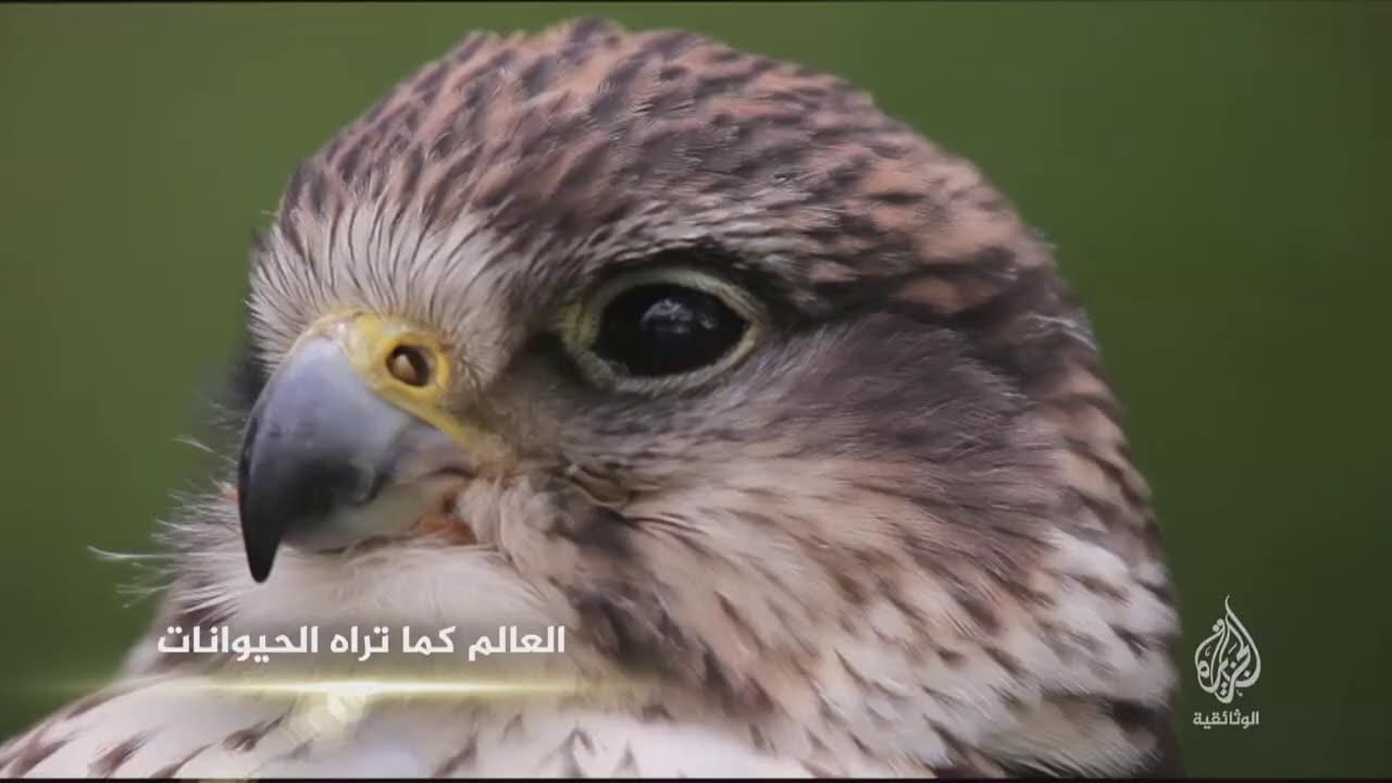 تردد قناة الجزيرة الوثائقية على النايل سات 2022