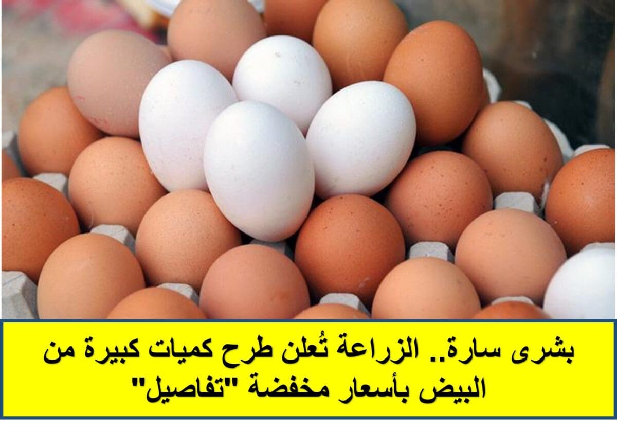 طرح كميات كبيرة من البيض بأسعار مخفضة