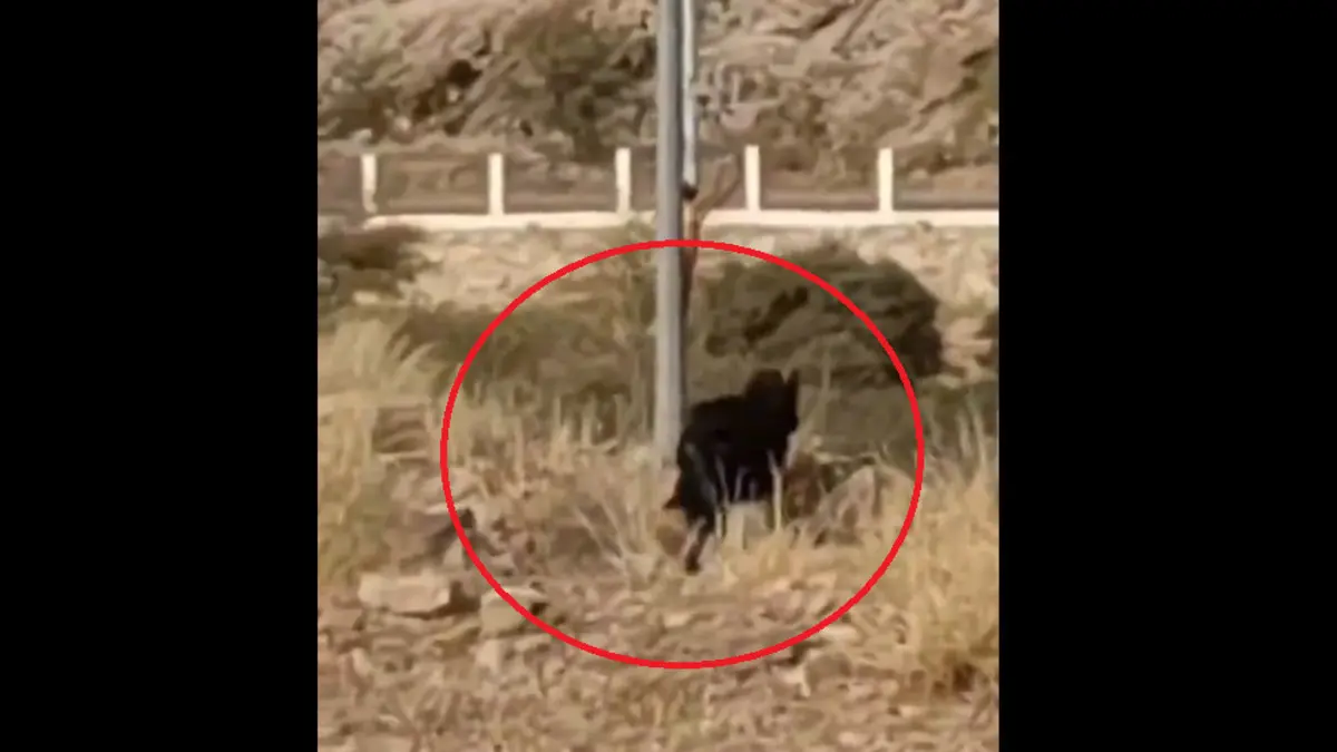 تعرف على حقيقة "الحيوان الأسود" الذي ظهر بمنتزه جنوب السعودية