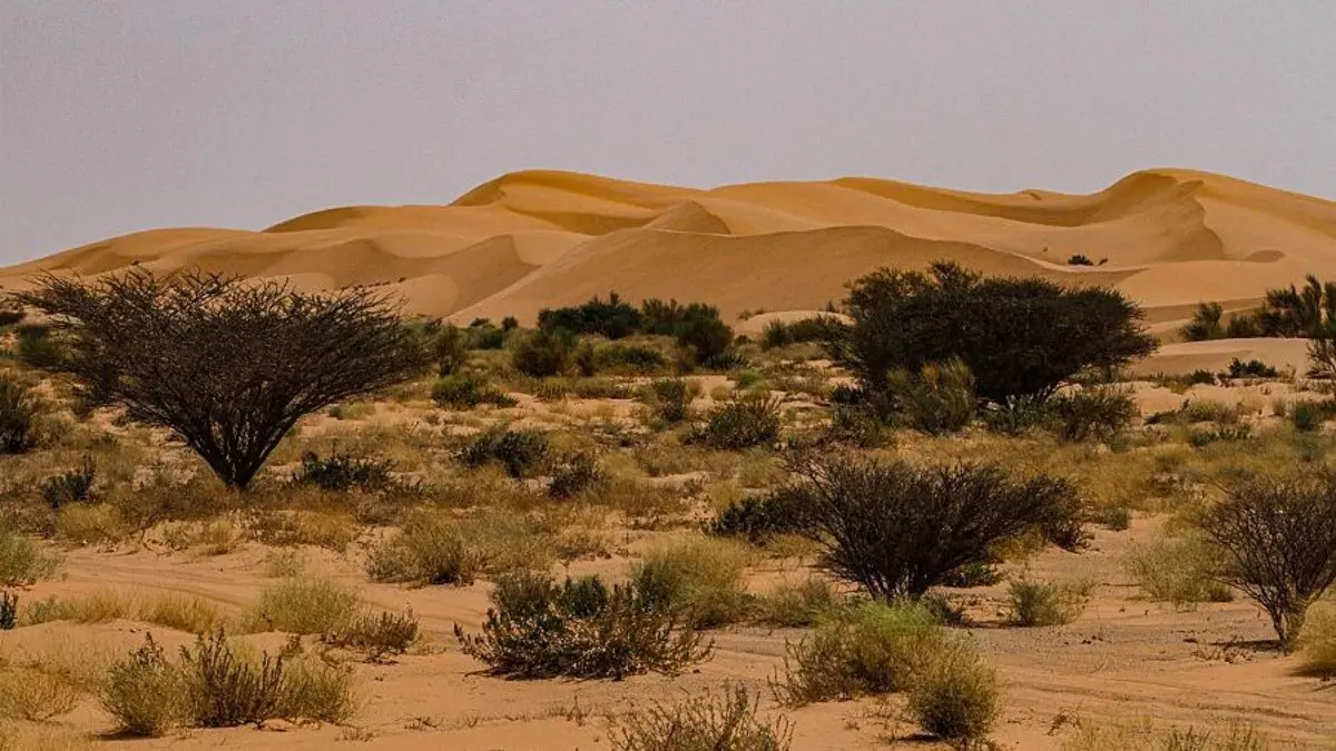 السعودية تبدأ في زراعة 12 مليون شجرة لمواجهة التصحر