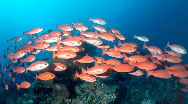 "معهد روزلين Roslin Institute" يجري دراسة لمساعدة الأسماك والمأكولات البحرية في الصحة والرفاهية