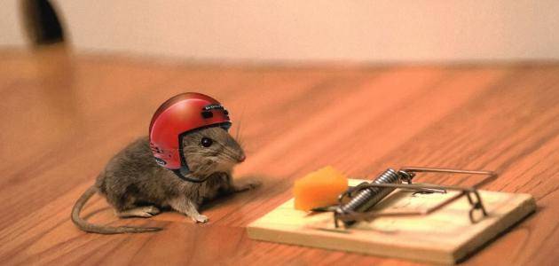 أضرار وجود الفئران في المنزل 