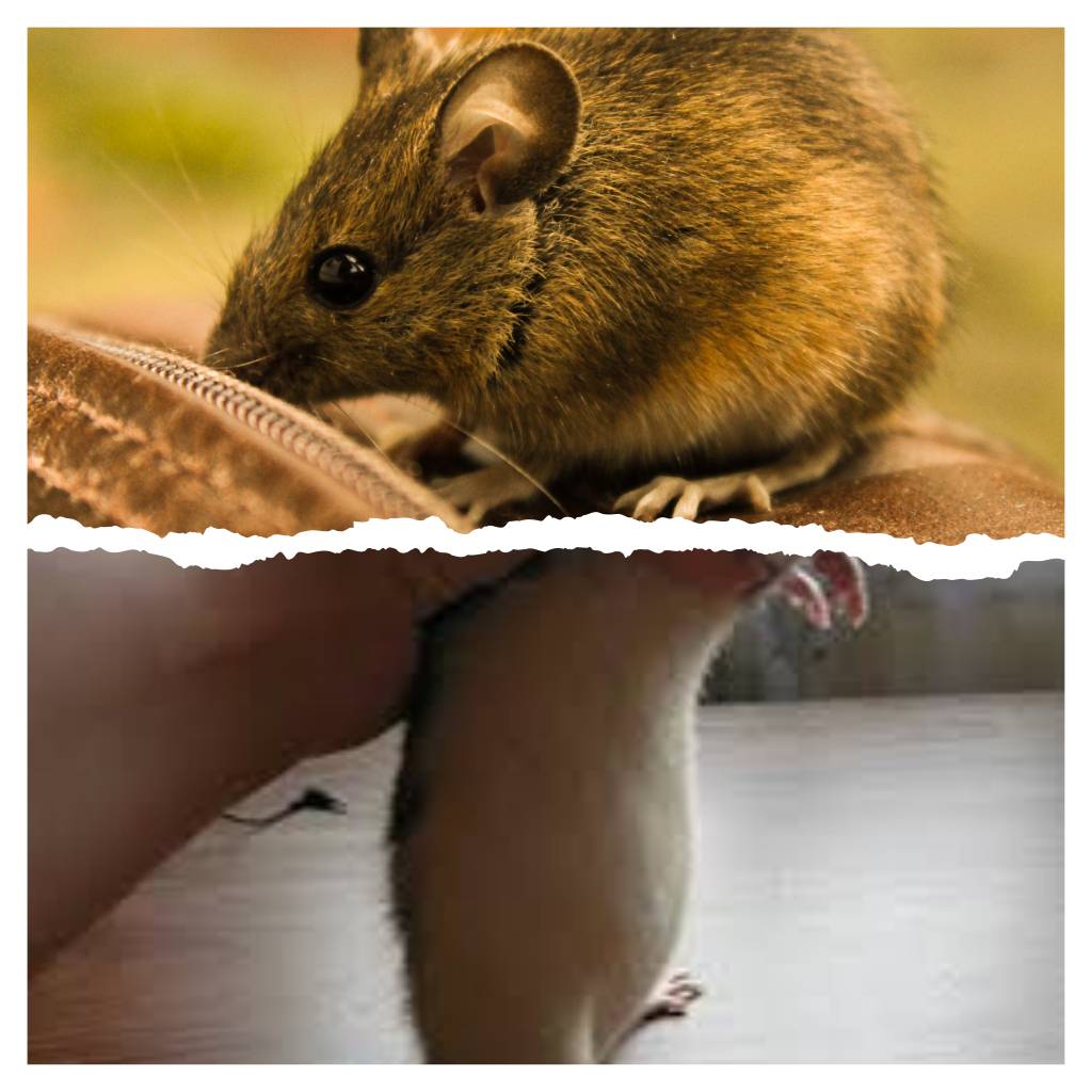 أضرار وجود الفئران في المنزل وطرق التخلص منها