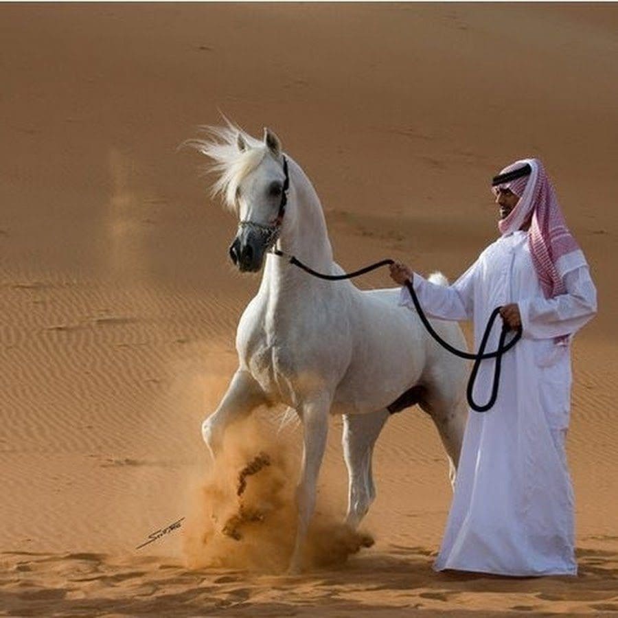 نادي سباقات الخيل في السعودية