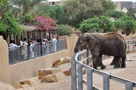 الفيل في حديقة حيوان الرياض