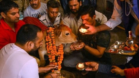 الهند تغير اسم عيد الحب وتدعو لعناق البقر 