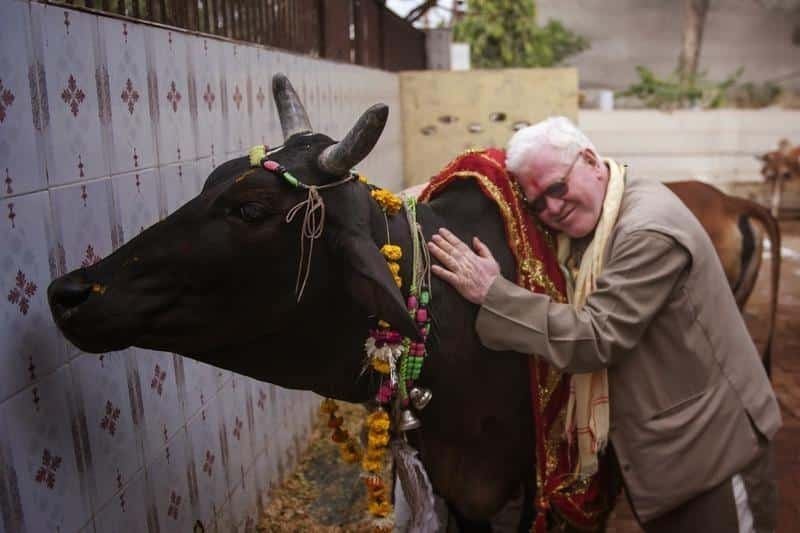 الهند تغير اسم عيد الحب وتدعو لعناق البقر 
