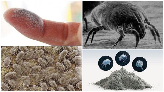 ما هي حشرة العث