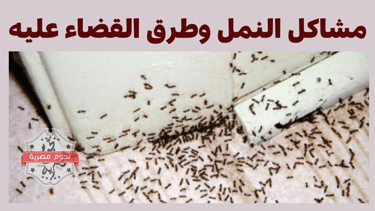 مشاكل النمل وطرق القضاء عليه