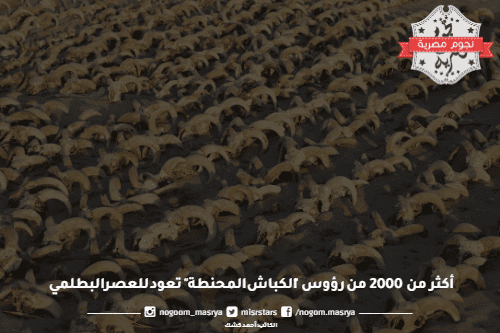 More than 2,000 heads of "mummified rams" dating back to the Ptolemaic era... an archaeological discovery that raises controversy