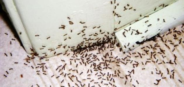 كيفية التخلص من النمل في المنزل