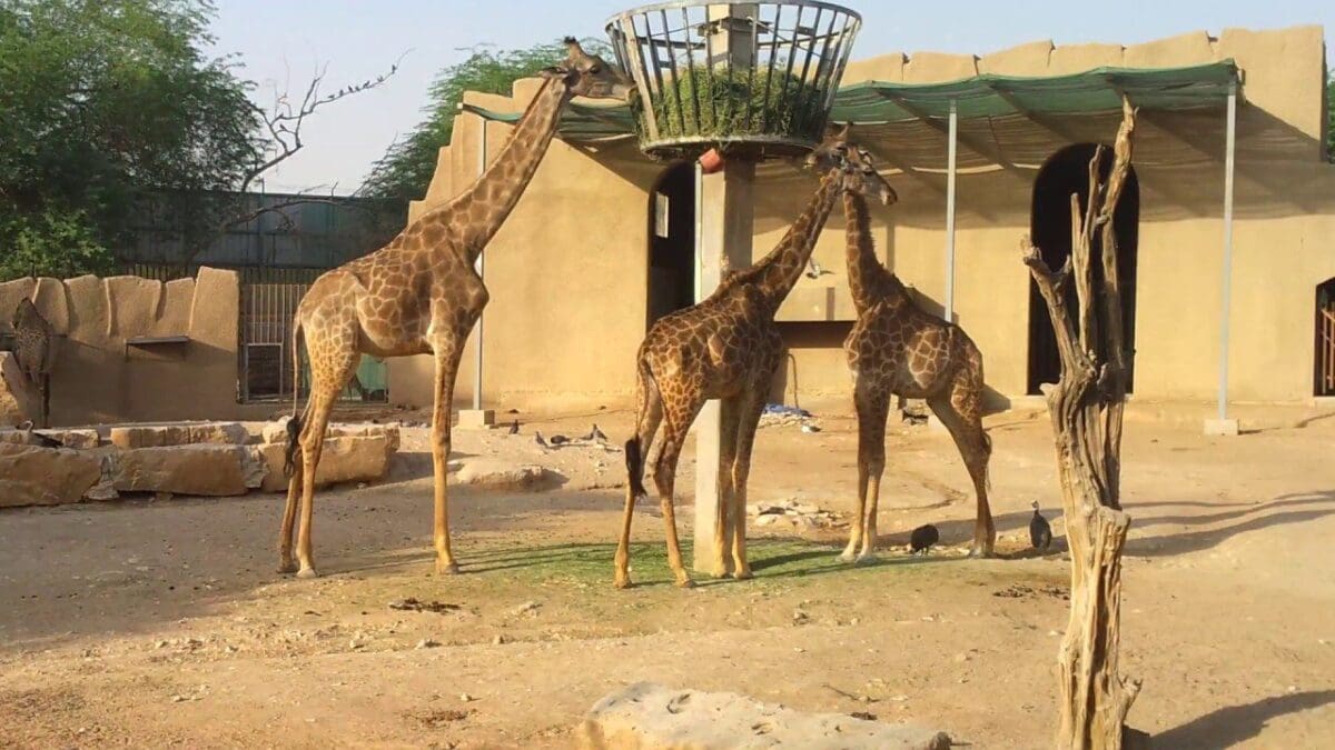 متى تفتح حديقة الحيوان في الرياض