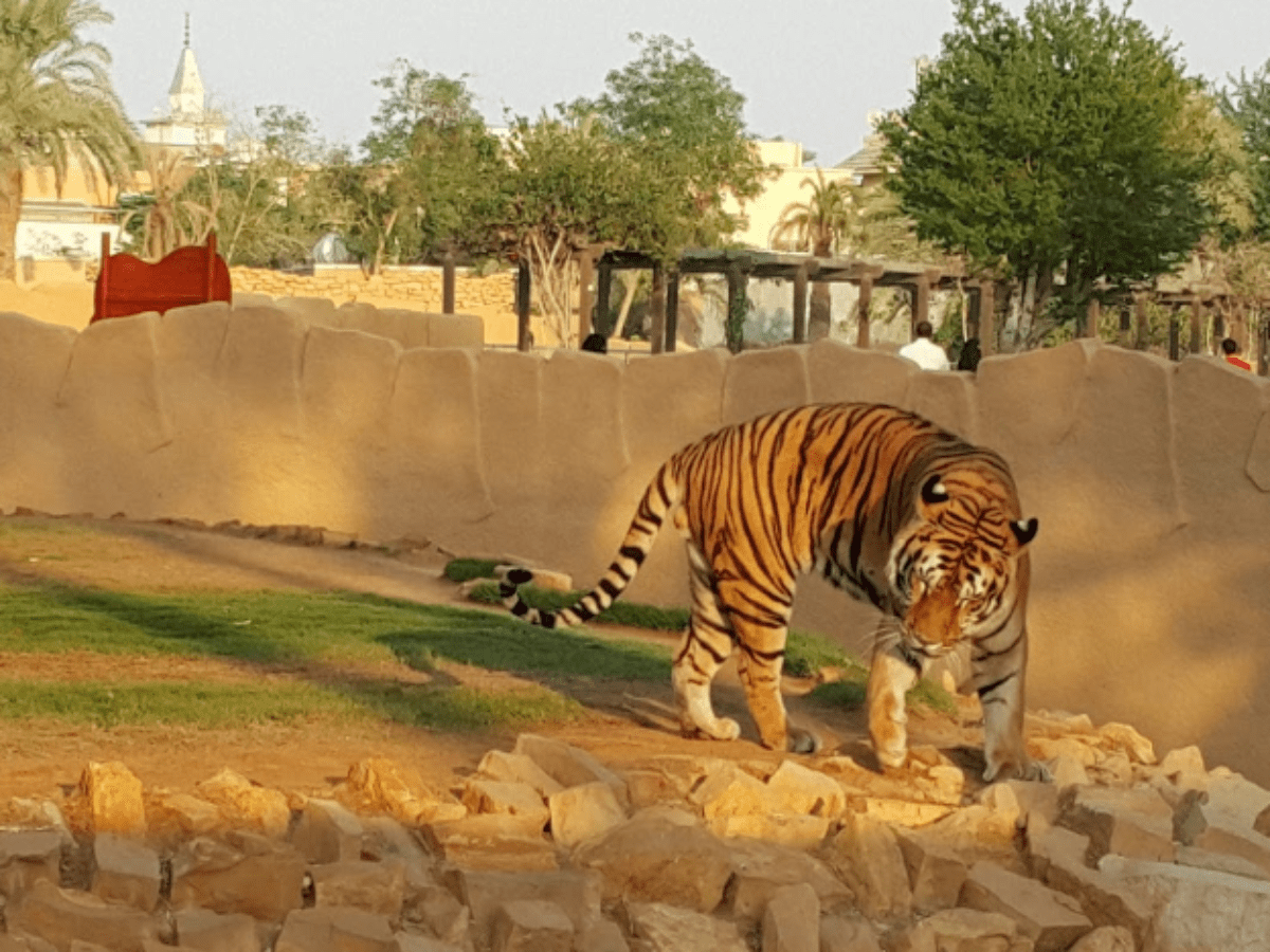 متى تفتح حديقة الحيوان في الرياض