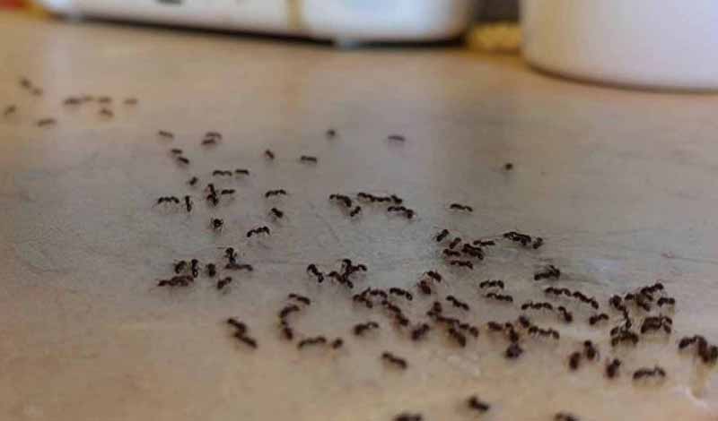 كيفية التغلب على مشكلة ظهور النمل