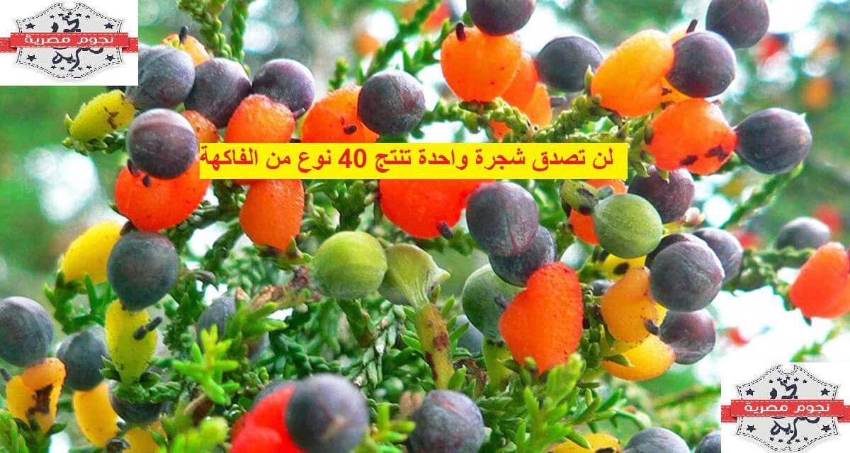 لن تصدق شجرة واحدة تنتج 40 نوع من الفاكهة