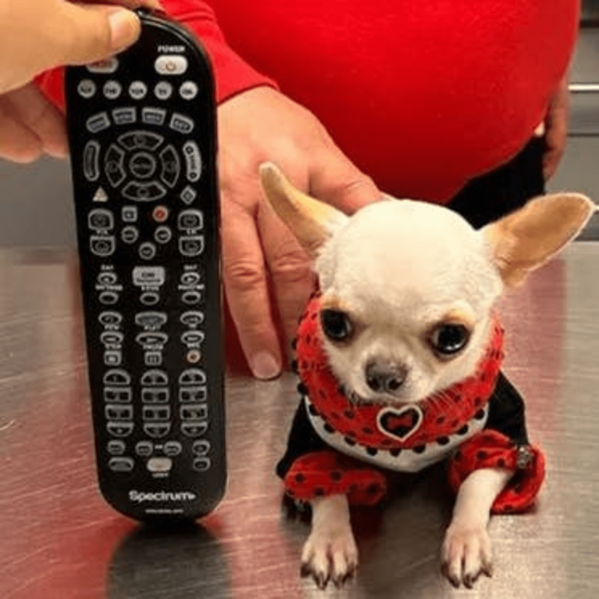 أصغر كلب في العالم 