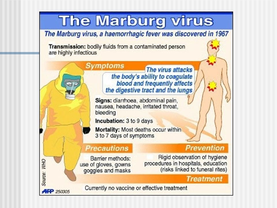 فيروس ماروبرغ