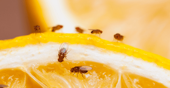 الوقاية من انتشار ذبابة الفاكهة