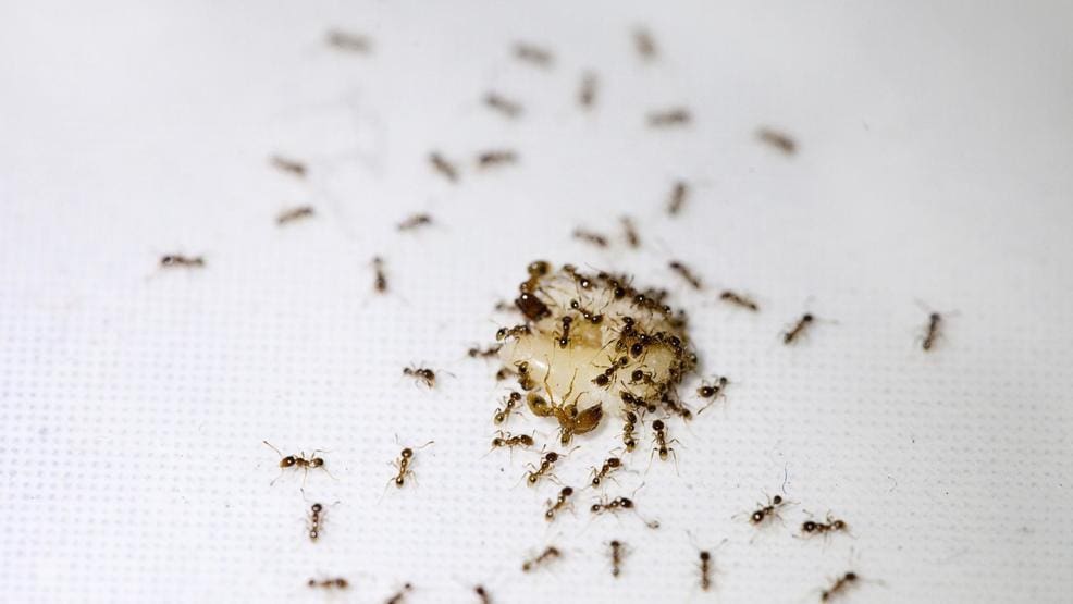 كيفية التخلص من النمل نهائيا