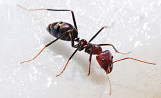 القضاء على النمل بطرق طبيعية