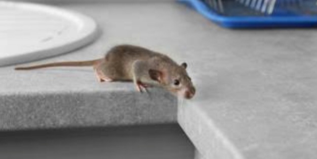 طريقة التخلص من الفئران 