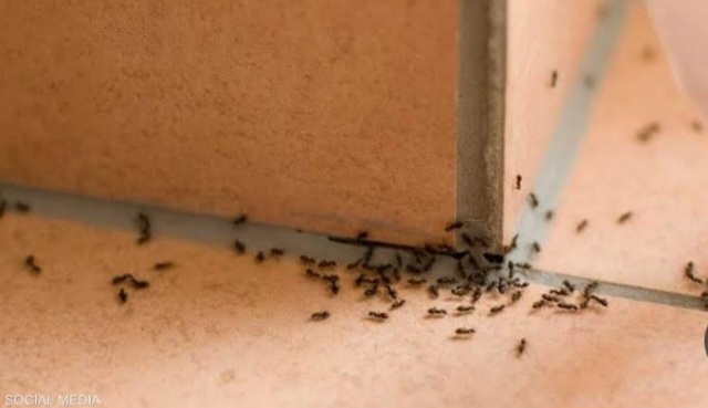 كيفية التخلص من النمل 