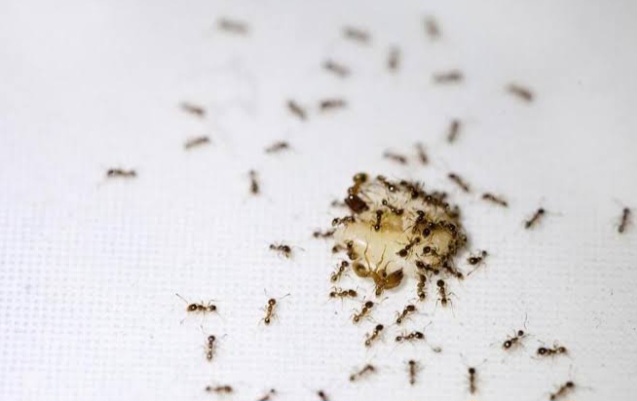طرق التخلص من النمل 