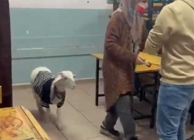 خروف يشارك في الانتخابات التركية