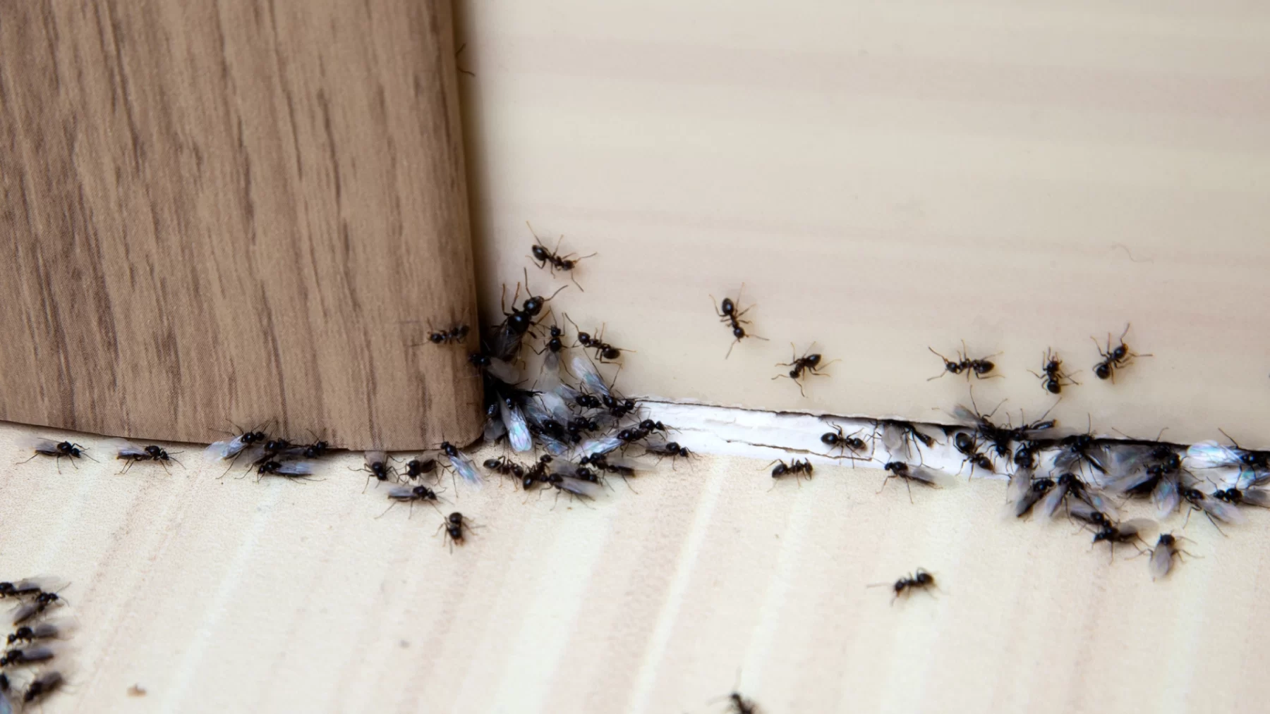 طرق منزلية للتخلص من النمل بشكل نهائي