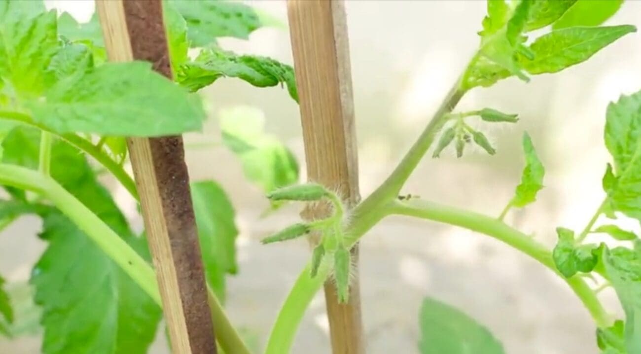 طريقة زراعة الطماطم في الصيف 