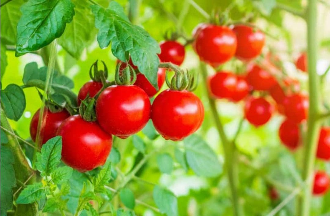 طريقة زراعة الطماطم في الصيف 