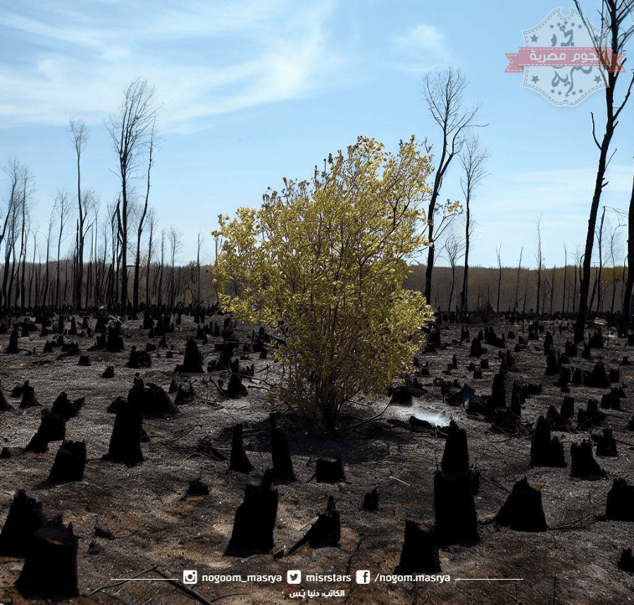 التحذير من حرائق الغابات