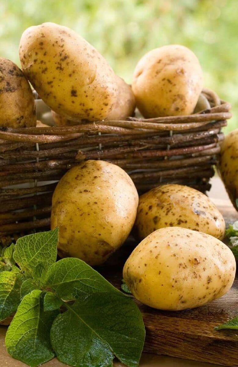 Potatoes picture. Картофель. Урожай. Лечебная картошка. Свежая картошка.