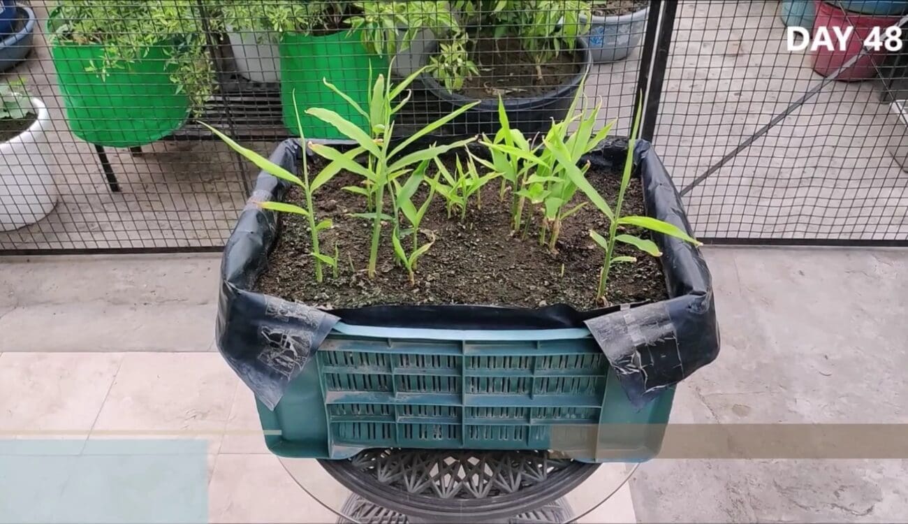 طريقة زراعة الزنجبيل في المنزل 