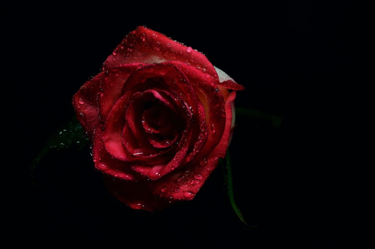 صورة وردة حمراء رومانسية جميلة