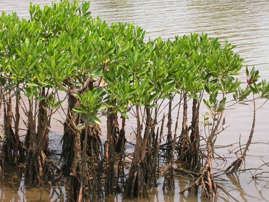 المملكة تستهدف زراعة 100 مليون شجرة مانجروف 