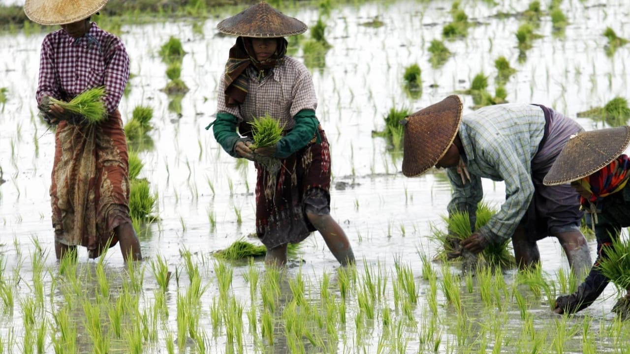 أعلى مستوى منذ 15 عامًا.. ارتفاع أسعار الأرز يهدد العالم