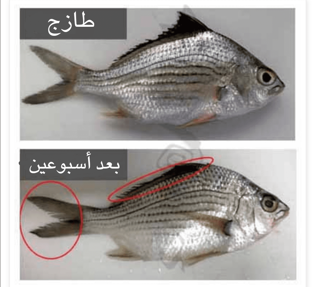 كيف أعرف السمك الطازج 