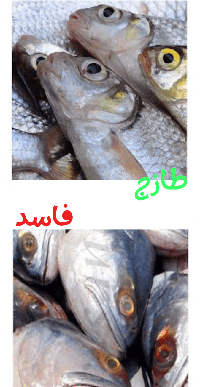 الفرق بين السمك الطازج والسمك الفاسد 