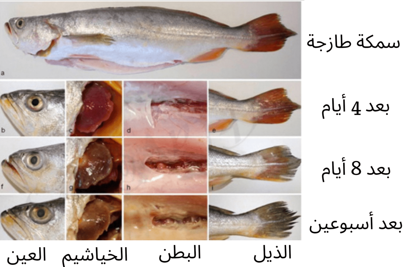 كيف أعرف السمك الطازج 