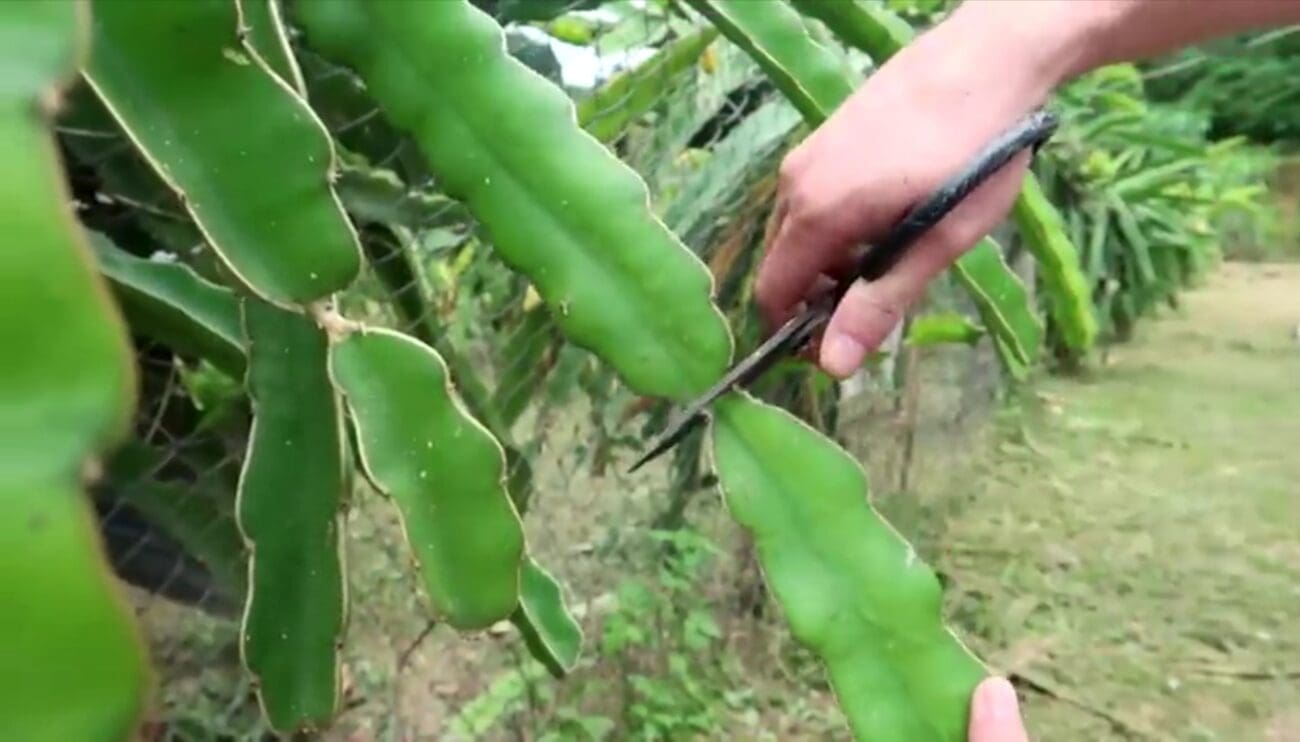 طريقة زراعة فاكهة التنين 
