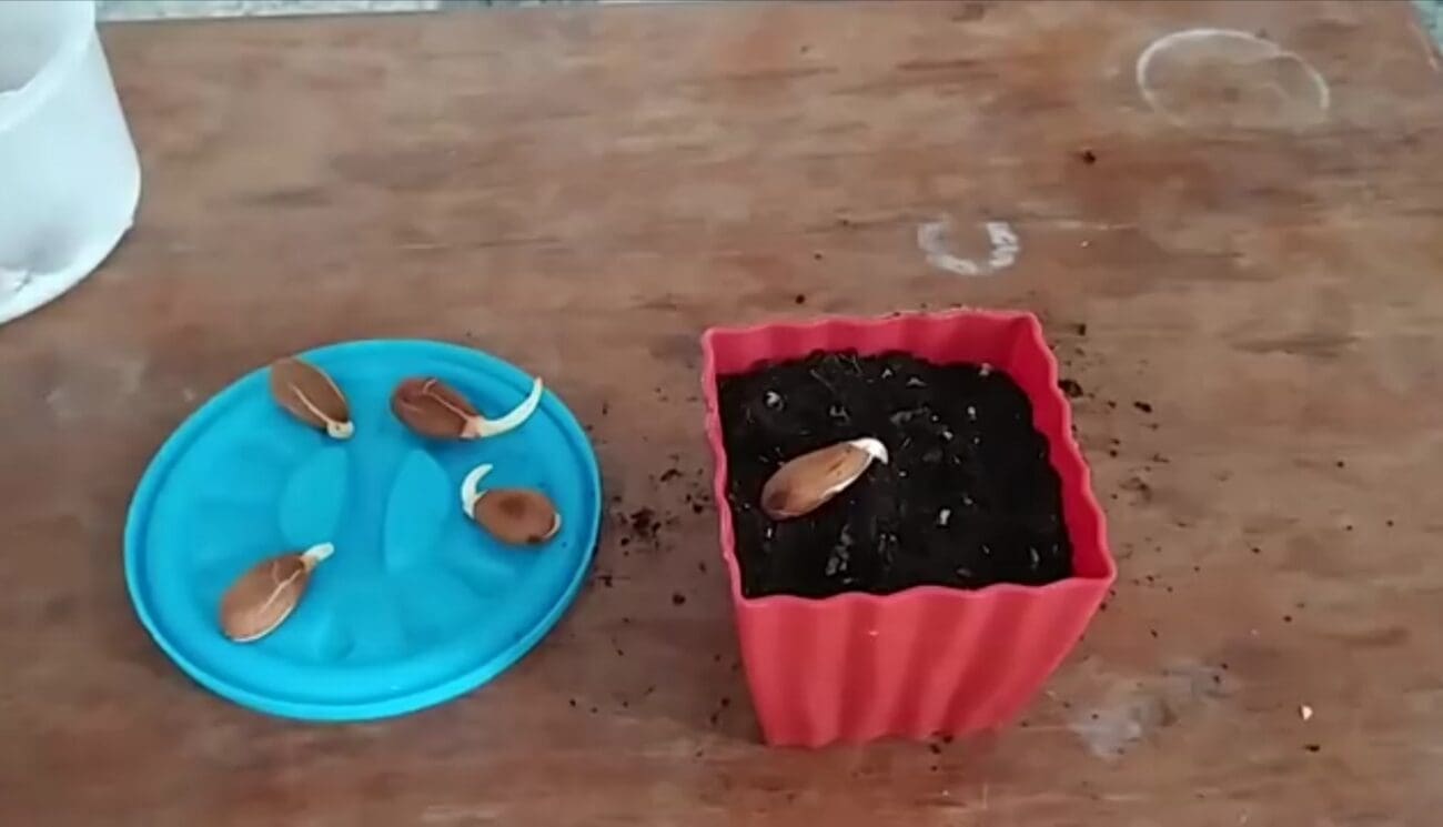 طريقة زراعة اللوز في المنزل 
