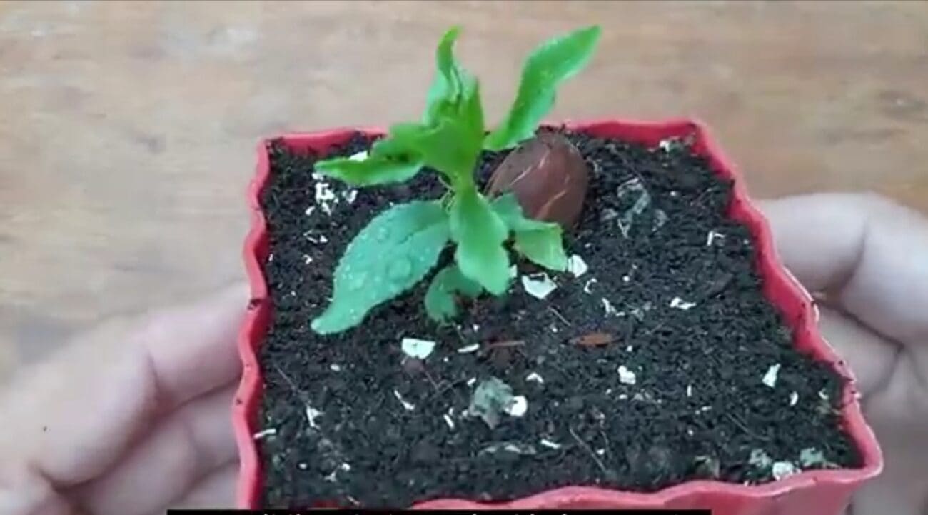 طريقة زراعة اللوز في المنزل 
