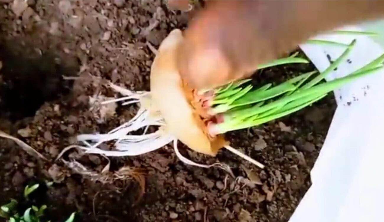 طريقة زراعة البصل 