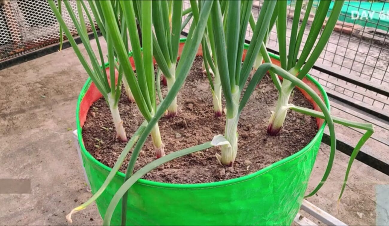 طريقة زراعة البصل