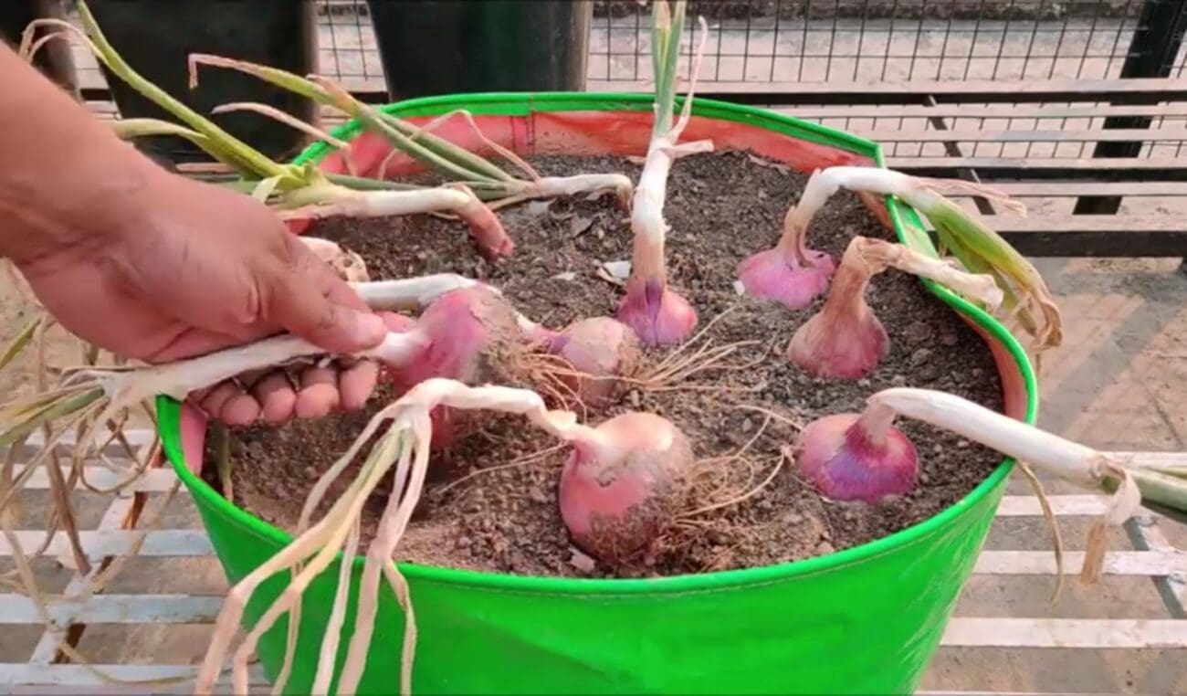 طريقة زراعة البصل 