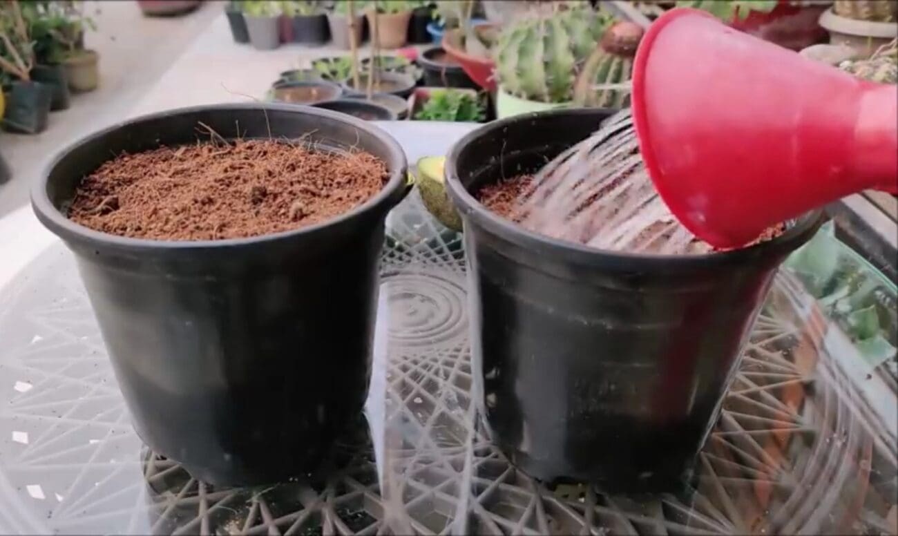 طريقة زراعة الأفوكادو في المنزل 